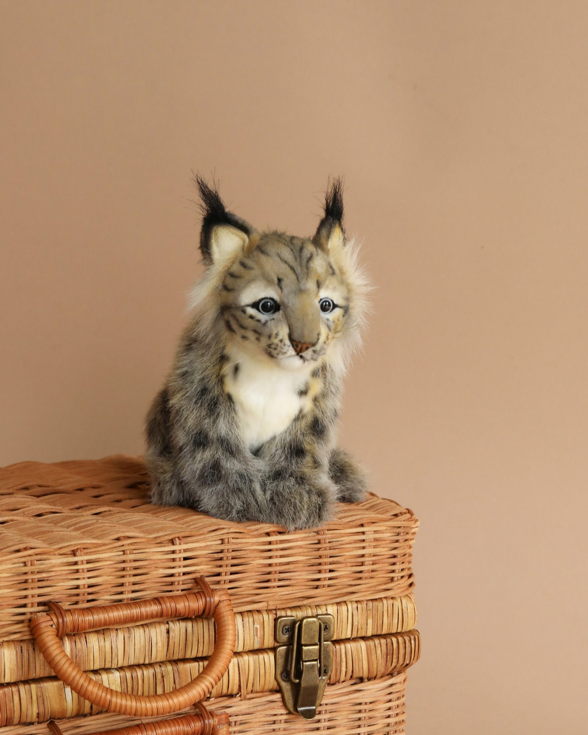 Lynx Cub Animal