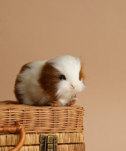 Guinea Pig Stuffed Animal