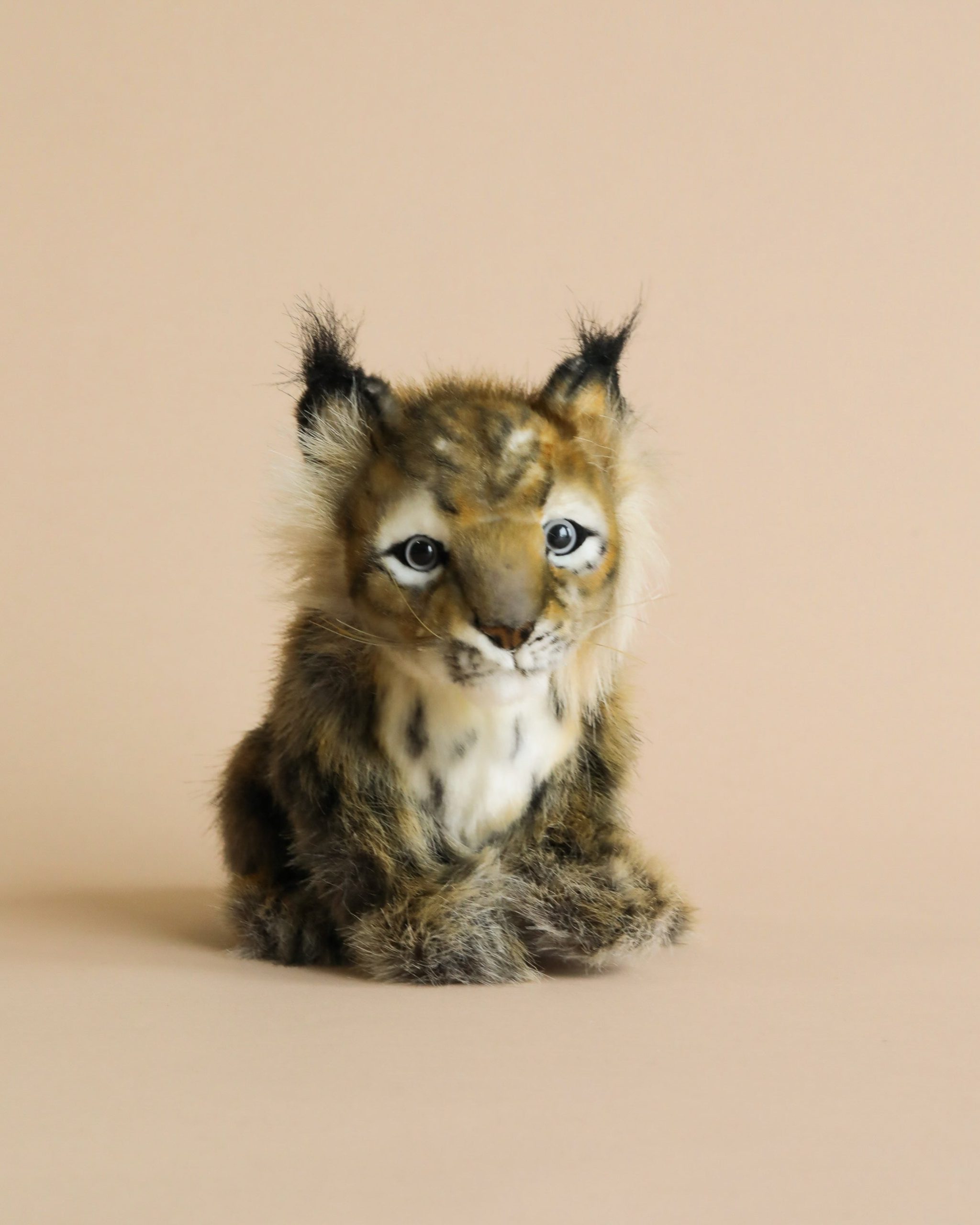Lynx Cub Animal - Image 2