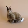 Brown Bunny Stuffed Animal
